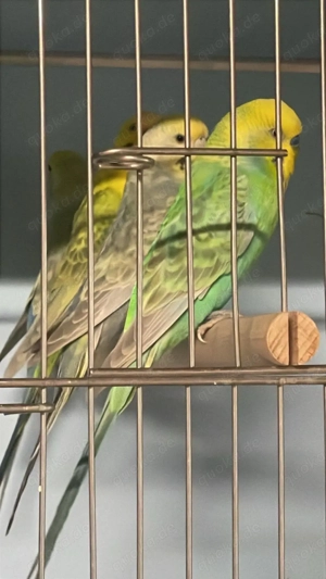 Rainbow jung und zuchtvögel abzugeben