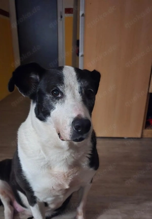 Kira   treue Begleiterin sucht neues Zuhause