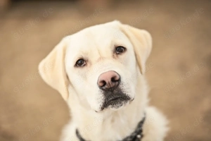 Unerschrockener Labrador-Mischling sucht neues Zuhause!