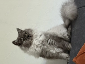 Bkh Blh Mädchen 1 Jahr alt   