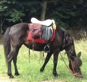 Sattel Westernsattel Wintec PS Wanderreitsättel 