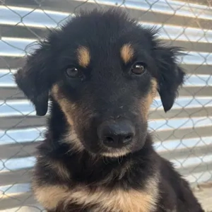 Philea-Noemi, geb. ca. 08 2025, lebt in GRIECHENLAND, im städt. Tierheim Serres