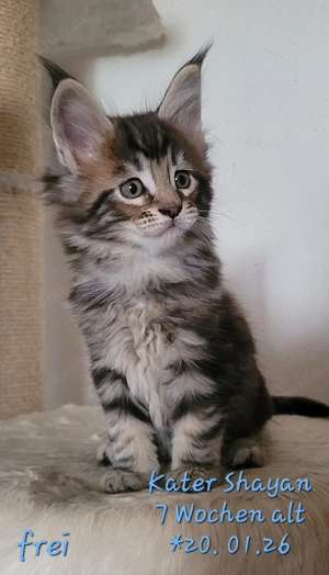 Maine Coon Kätzchen, typvoll mit Stammbaum