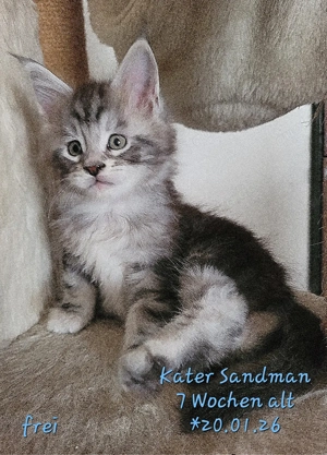 Maine Coon Kätzchen, typvoll mit Stammbaum