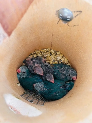 Bald zur Abgabe: nestjunge Sperlingspapageien