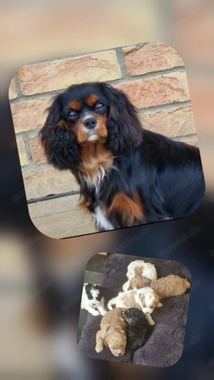 Cavapoowelpen  Wurfankündigung 