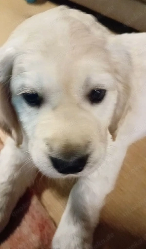 Snowy - hund Mischling 