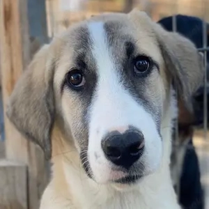 Manella, geb. ca. 04 2025, lebt in GRIECHENLAND, im städt. Tierheim Serres