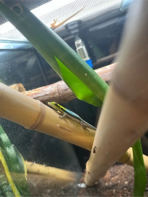 1.0 Phelsuma klemmeri NZ 2025 Taggecko 