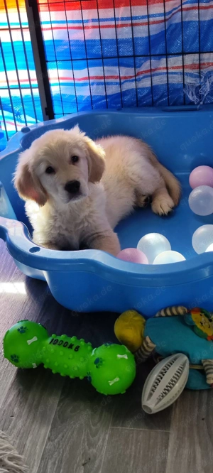 Golden Retriever Welpen nur Rüden suchen ab sofort 