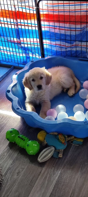 Golden Retriever Welpen Rüden suchen ab sofort 