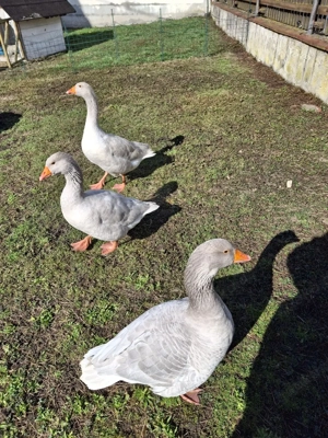 Frankengänse
