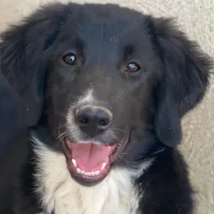 Lotti, geb. ca. 07 2025, lebt in GRIECHENLAND, im städtischen Tierheim Serres 