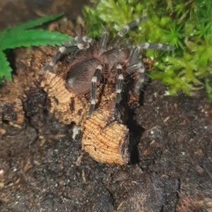 0.0.1 Acanruscuria geniculata 