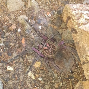 0.1.1 Pamphobeteus sp. machalla Paar Bild 4