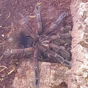 0.1.1 Pamphobeteus sp. machalla Paar Bild 3
