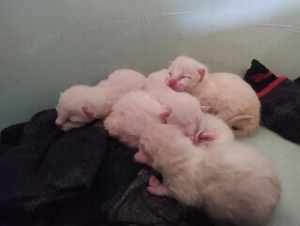 Siam Ragdoll Kitten ab Ende Mai