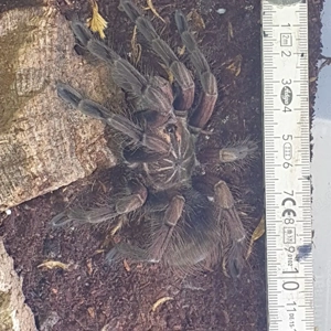 0.1.1 Pamphobeteus sp. machalla Paar Bild 5