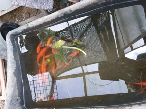 Goldfische und Seerosenableger zu verschenken 