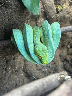 Grüner Baumpython WamenaJayaSorong x Wamena yellow spot melanistic