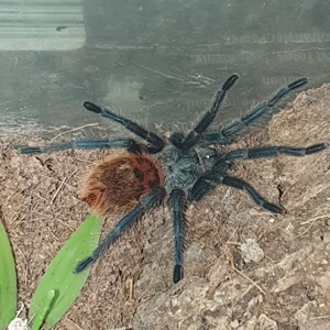 0.0.1 Chromatopelma cyaneopubescens 