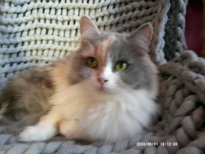 Traumhafte hundeverträgliche Türkisch-Angora-Jungkätzin!!!