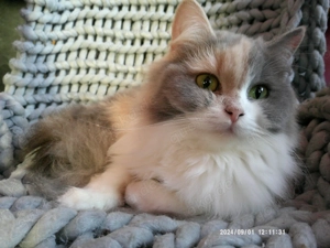 Reinrassige traumhafte hundeverträgliche junge Türkisch-Angora-Glückskätzin in pastell !!!