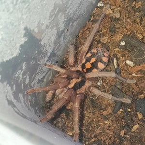 0.1 Hapalopus formosa (sp.Columbien groß)