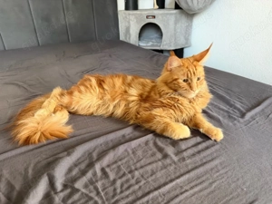 maine coon maus schweren herzens abzugeben 