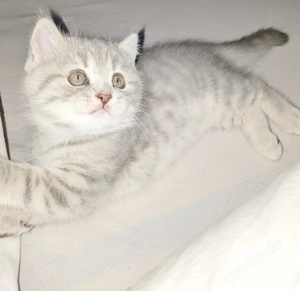 BKH Kitten männlich