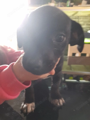 Retromops Mix Welpen