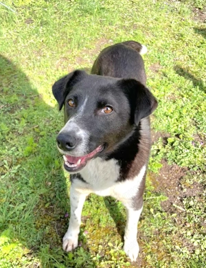 Jessy, 3 Jahre, lieb, sanft, bester Zweithund