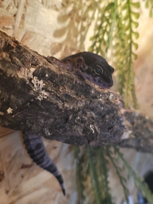 3 Leopardgecko Weibchen 