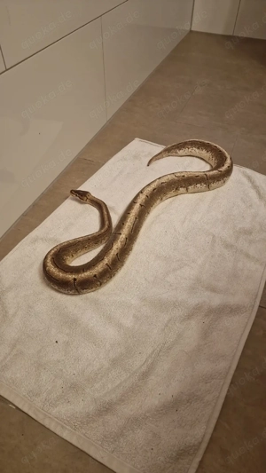 Phyton weibchen 