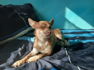 chihuahua mix