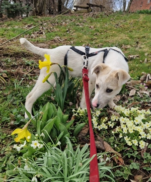 Welpe Ida, 4 Monate, wird ca. 50 cm