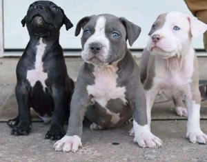 American Pitbull x Bull terrier Welpen abzugeben (WhatsApp: 015510 168715)