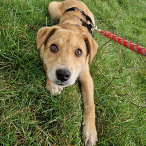 Eddi, 5 Monate, lieb, wird ca. 55 cm