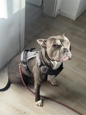 steff mix bully zum abgeben Bild 2