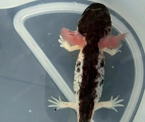 Axolotl Pärchen Harlekin