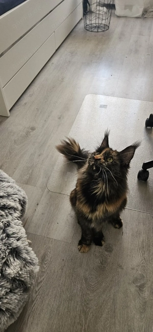 Reinrassige Maine Coon kitten Katze