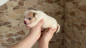 Retrobully Welpen stellen sich vor 