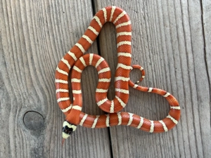 0.1 Lampropeltis Pyromelana Pyromelana Applegate