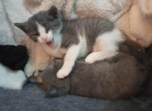 Babykatzen abzugeben