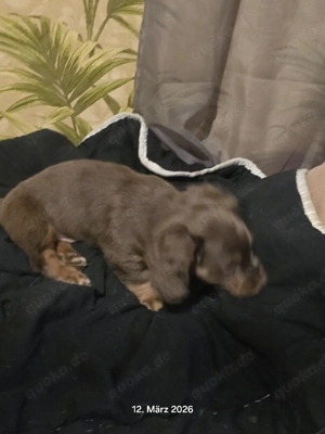 Zwerg Langhaar Tigerdackel !