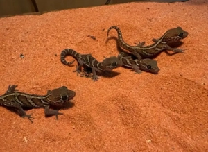 Madagaskar Großkopfgecko, Paroedura picta