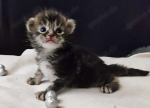 Reinrassige Maine Coon Kitten  