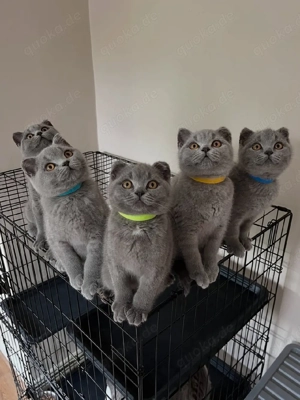 Süße British Shorthair Kätzchen   Abgabebereit & Liebevoll Aufgezogen
