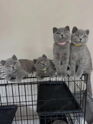Süße British Shorthair Kätzchen   Abgabebereit & Liebevoll Aufgezogen