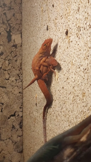 1.1 Bahama anolis red sand abzugeben